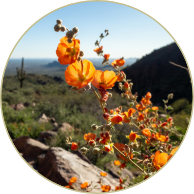 Arizona Desert Wild Flowers with Saguaro Cactus
